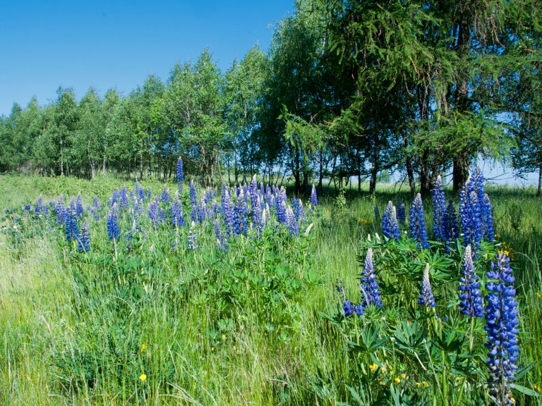 Grossansicht in neuem Fenster: Hasenreuth Lupinen