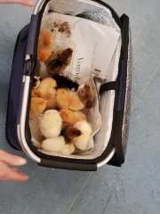Küken